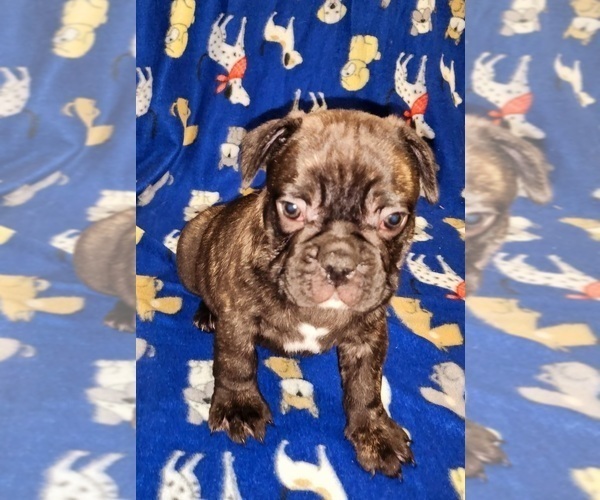 Medium Photo #6 French Bulldog Puppy For Sale in N CHESTERFLD, VA, USA