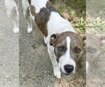 Small Photo #16 Boxer-Unknown Mix Puppy For Sale in Mount Laurel, NJ, USA