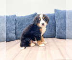 Small #1 Bernese Mountain Dog