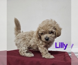 ShihPoo Puppy for sale in CLAYTON, NC, USA