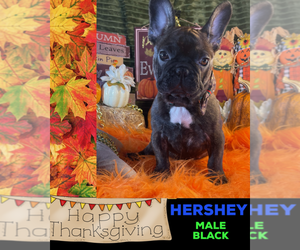 French Bulldog Puppy for sale in HEATHROW, FL, USA