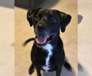 Labrador Retriever-Unknown Mix Dogs for adoption in Williamsburg, IA, USA