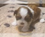 Small Photo #7 Shih Tzu Puppy For Sale in BELLEVILLE, MI, USA