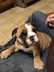 Small Photo #3 English Bulldogge Puppy For Sale in SUMMER SHADE, KY, USA