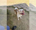 Small #2 Olde Bulldog