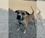 Small #1 American Pit Bull Terrier Mix