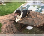 Small Photo #2 Australian Shepherd Puppy For Sale in DRUMORE, PA, USA