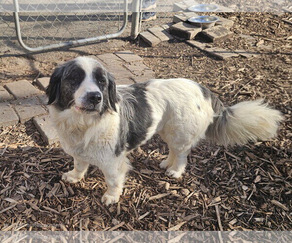 Medium Photo #4 Mutt Puppy For Sale in Bloomingdale, NJ, USA