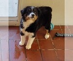 Small #4 Australian Shepherd