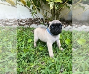 Pug Puppy for Sale in BOYNTON BEACH, Florida USA