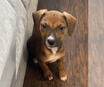 Small Photo #17 Boxer-Unknown Mix Puppy For Sale in McKinney, TX, USA