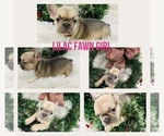 Small Photo #9 French Bulldog Puppy For Sale in BARBOURVILLE, KY, USA