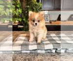 Small Photo #1 Pomeranian Puppy For Sale in INDIANAPOLIS, IN, USA