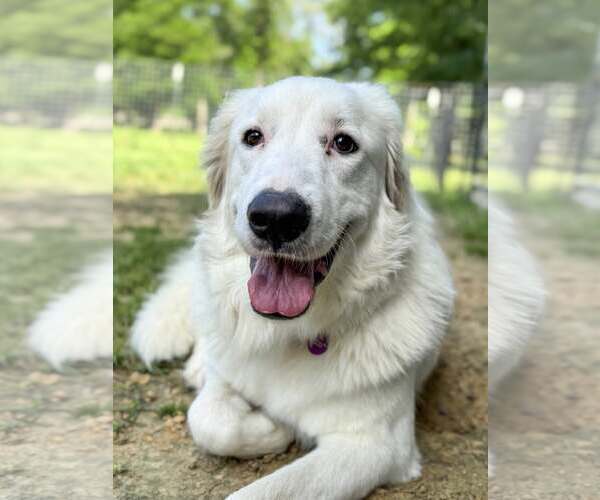 Medium Photo #12 Great Pyrenees-Unknown Mix Puppy For Sale in Houston, TX, USA