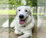 Small #11 Great Pyrenees Mix