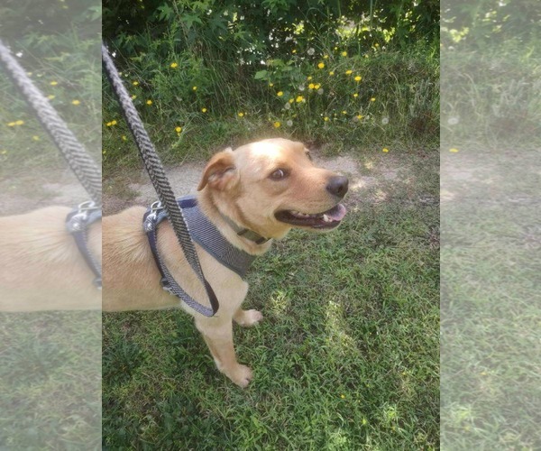 Medium Photo #4 Labrador Retriever-Unknown Mix Puppy For Sale in Holly Springs, NC, USA