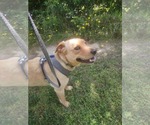 Small #3 Labrador Retriever Mix