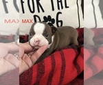 Small #2 Boston Terrier