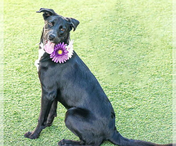 Medium Photo #6 Labrador Retriever-Unknown Mix Puppy For Sale in San Diego, CA, USA