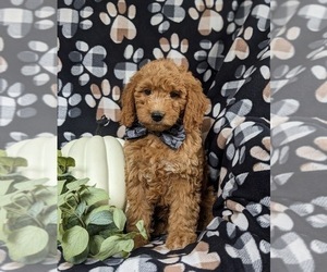 Goldendoodle (Miniature) Puppy for sale in OXFORD, PA, USA