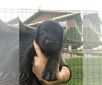 Small Photo #14 Labrador Retriever Puppy For Sale in ATHENS, WI, USA