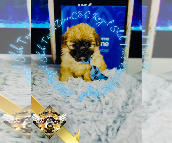 Medium Photo #4 Shih Tzu Puppy For Sale in ATHENS, GA, USA