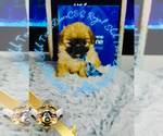 Small #3 Shih Tzu