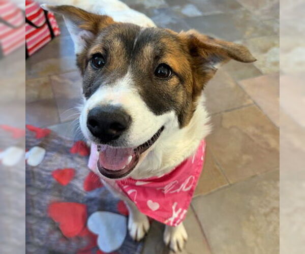 Medium Photo #6 Australian Shepherd-Unknown Mix Puppy For Sale in Arlington, VA, USA