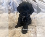 Small #2 Cockapoo (Miniature)