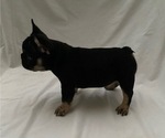 Small Photo #12 French Bulldog Puppy For Sale in CAMARILLO, CA, USA
