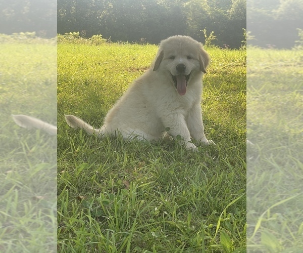 Medium Photo #8 Golden Pyrenees Puppy For Sale in STAMPING GRD, KY, USA