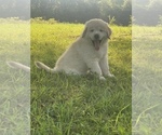 Small #7 Golden Pyrenees