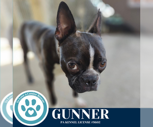 Boston Terrier Dogs for adoption in Kimberton, PA, USA