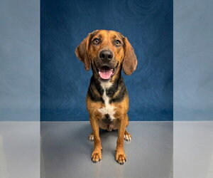 Treeing Walker Coonhound Dogs for adoption in Peoria, IL, USA