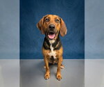 Small Treeing Walker Coonhound