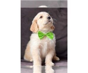 English Cream Golden Retriever Puppy for sale in INDEPENDENCE, KS, USA