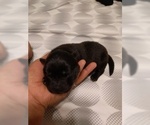Small Photo #2 Chow Chow Puppy For Sale in DENVER, CO, USA