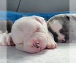 Small Photo #11 American Bully Puppy For Sale in OLYMPIA, WA, USA