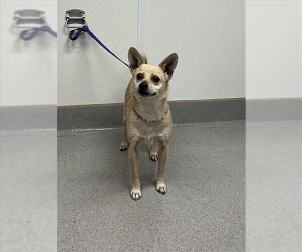 Medium Photo #1 Chihuahua-Unknown Mix Puppy For Sale in Rancho Cucamonga, CA, USA