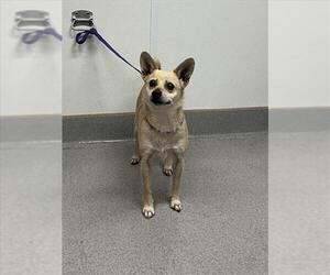 Chihuahua-Unknown Mix Dogs for adoption in Rancho Cucamonga, CA, USA