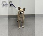 Small Chihuahua Mix