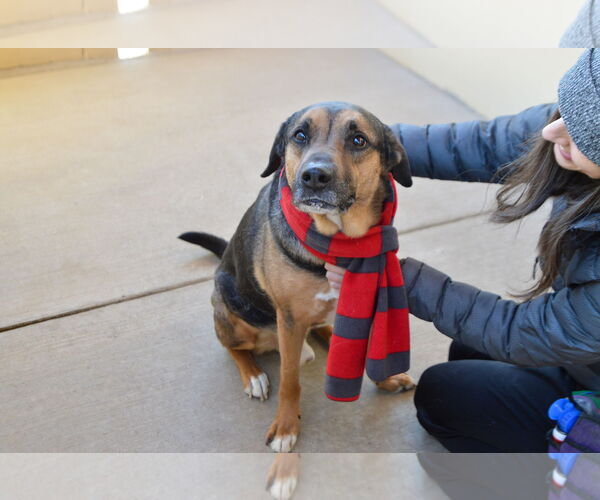Medium Photo #2 Rottweiler-Unknown Mix Puppy For Sale in McKinney, TX, USA