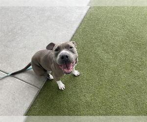 Chinese Shar-Pei-Unknown Mix Dogs for adoption in Waco, TX, USA