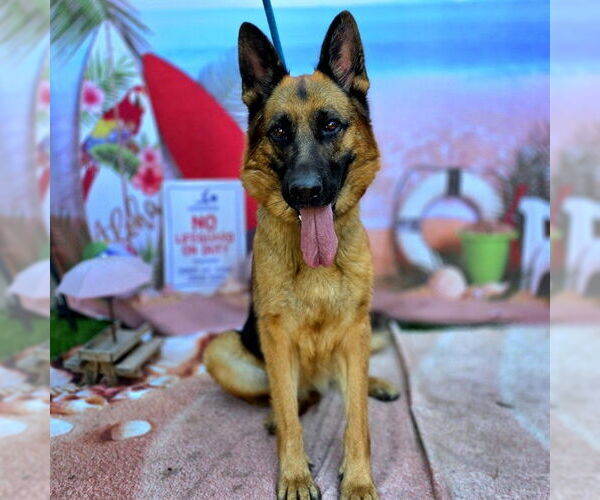 Medium Photo #1 German Shepherd Dog Puppy For Sale in Long Beach, CA, USA