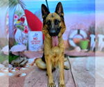 Small German Shepherd Dog