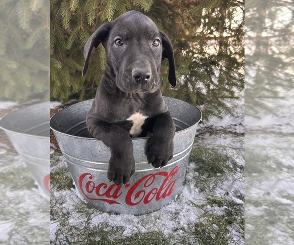 Medium Photo #2 Great Dane Puppy For Sale in MIDDLEBURY, IN, USA