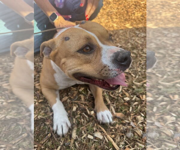 Medium Photo #5 Staffordshire Bull Terrier-Unknown Mix Puppy For Sale in Woodland Hills, CA, USA