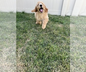 Goldendoodle Puppy for sale in NAMPA, ID, USA