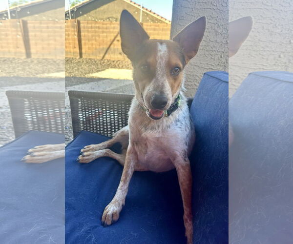 Medium Photo #2 Mutt Puppy For Sale in Chandler, AZ, USA