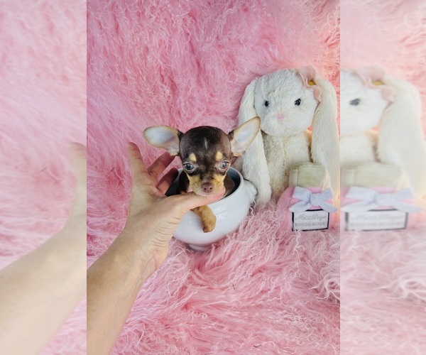 Medium Photo #17 Chihuahua Puppy For Sale in SHORT HILLS, NJ, USA